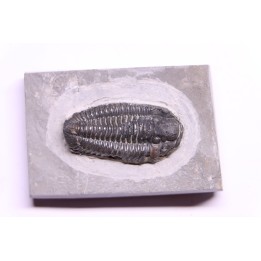 Calymene niagarensis - Silurien - Rodchester shale - New York  USA