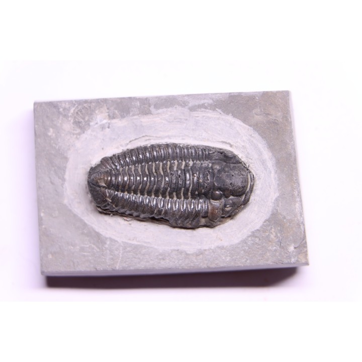 Calymene niagarensis - Silurien - Rodchester shale - New York  USA