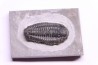 Calymene niagarensis - Silurian - Rodchester shale - New York