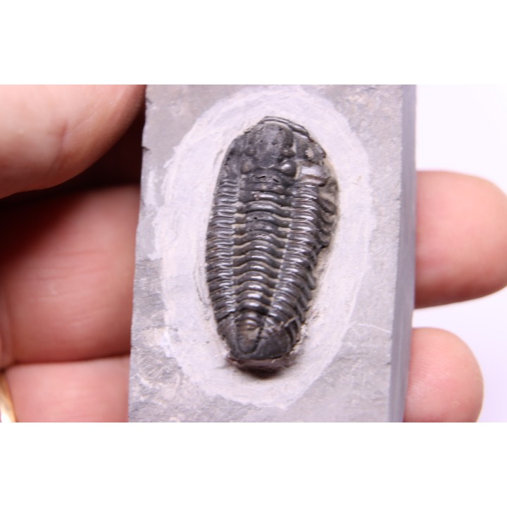 Calymene niagarensis - Silurian - Rodchester shale - New York