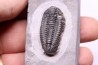 Calymene niagarensis - Silurien - Rodchester shale - New York  USA