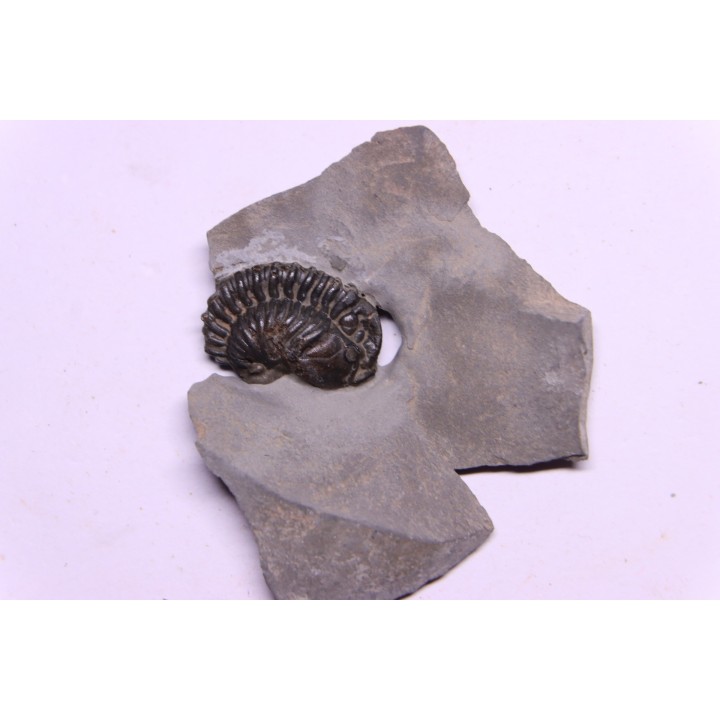Calymene niagarensis - Silurian - Rodchester shale - New York