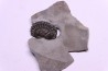 Calymene niagarensis - Silurien - Rodchester shale - New York  USA