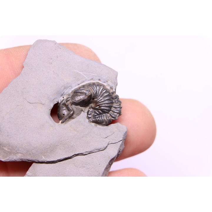Calymene niagarensis - Silurian - Rodchester shale - New York