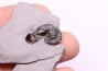 Calymene niagarensis - Silurien - Rodchester shale - New York  USA