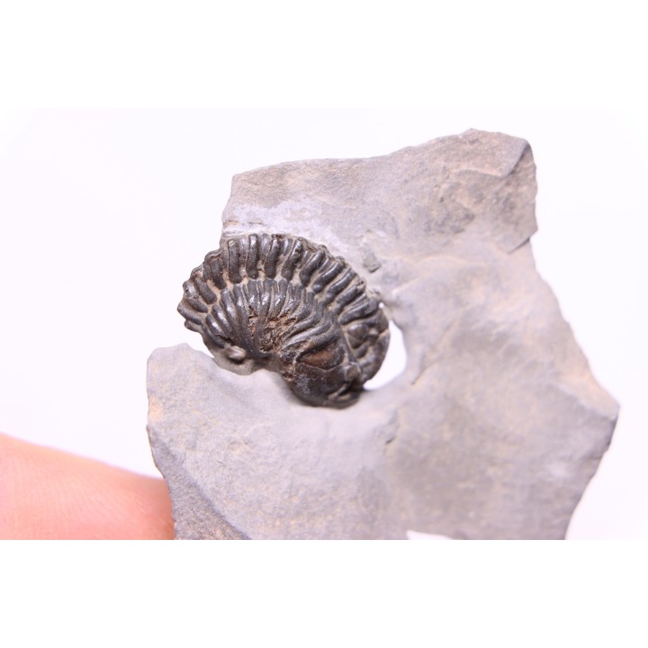 Calymene niagarensis - Silurien - Rodchester shale - New York  USA