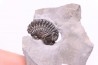 Calymene niagarensis - Silurien - Rodchester shale - New York  USA