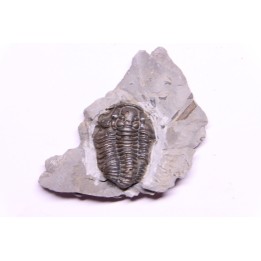 Calymene niagarensis - Silurian - Rodchester shale - New York