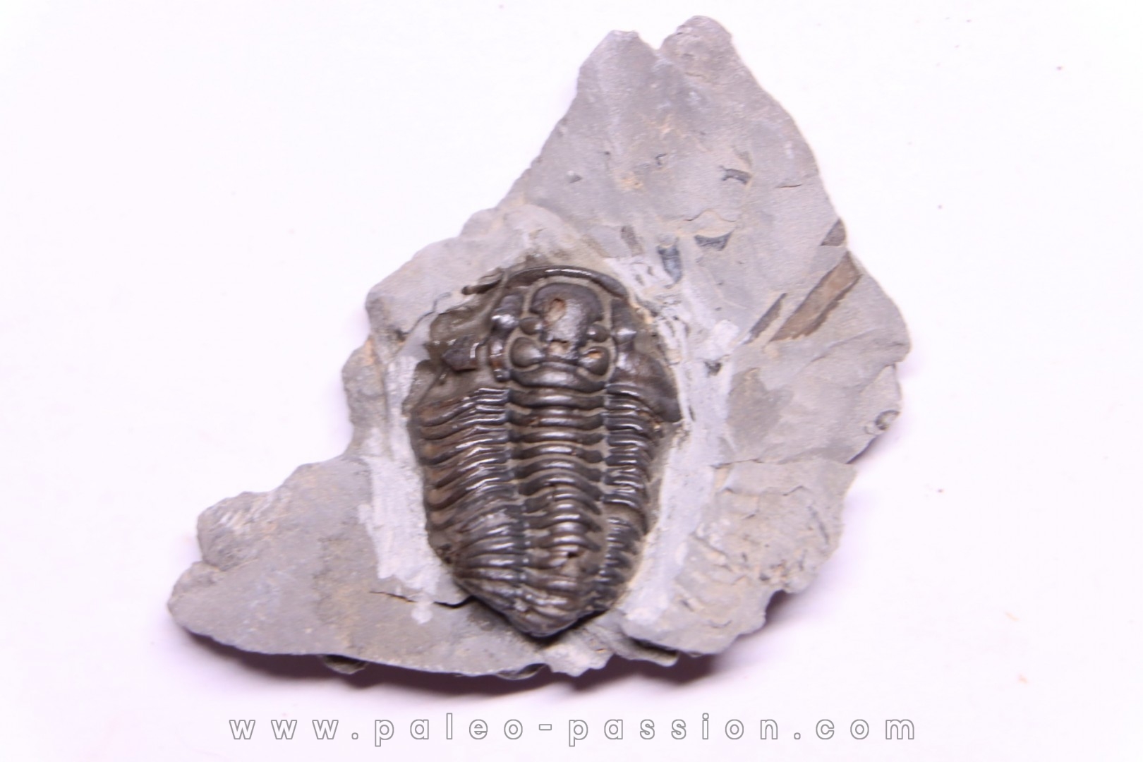 Calymene niagarensis - Silurien - Rodchester shale - New York USA