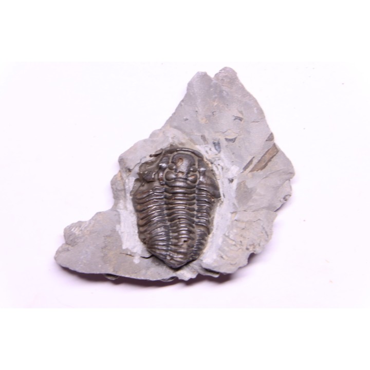 Calymene niagarensis - Silurian - Rodchester shale - New York