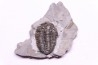Calymene niagarensis - Silurien - Rodchester shale - New York USA