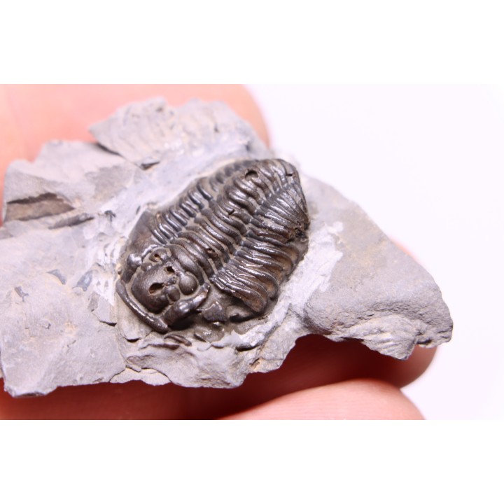 Calymene niagarensis - Silurian - Rodchester shale - New York