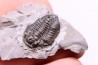 Calymene niagarensis - Silurien - Rodchester shale - New York USA