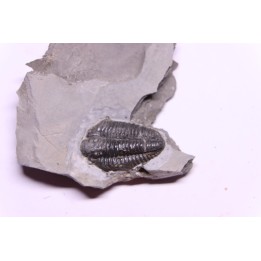 Calymene niagarensis - Silurien - Rodchester shale - New York  USA