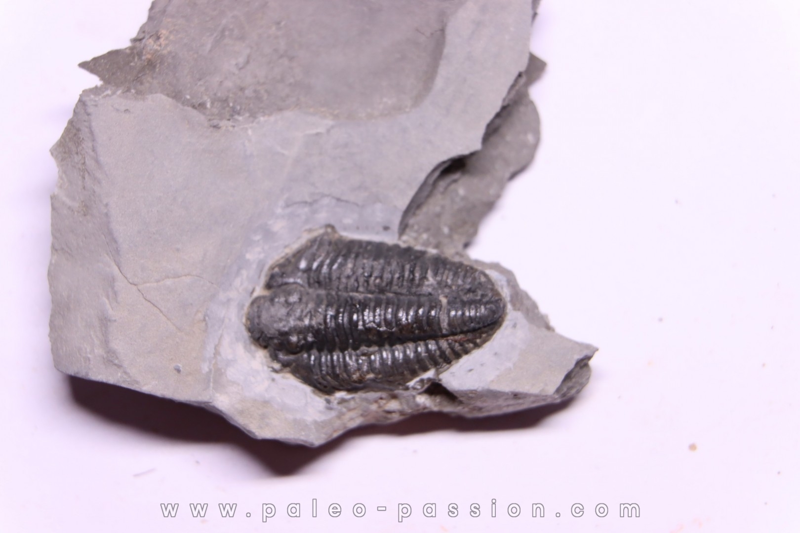 Calymene niagarensis - Silurien - Rodchester shale - New York USA