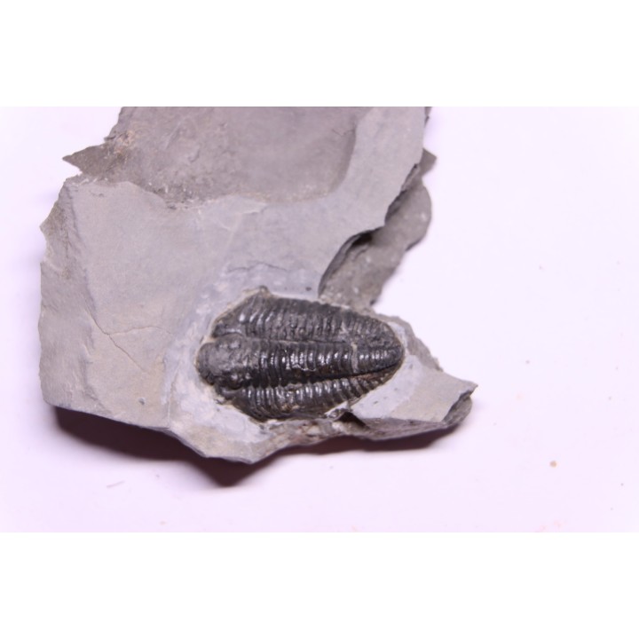 Calymene niagarensis - Silurian - Rodchester shale - New York