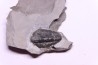 Calymene niagarensis - Silurien - Rodchester shale - New York USA