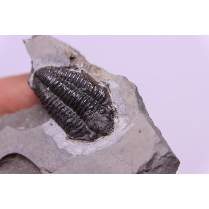 Calymene niagarensis - Silurian - Rodchester shale - New York