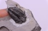 Calymene niagarensis - Silurien - Rodchester shale - New York USA