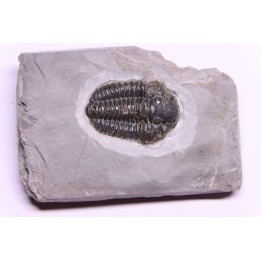 Calymene niagarensis - Silurian - Rodchester shale - New York