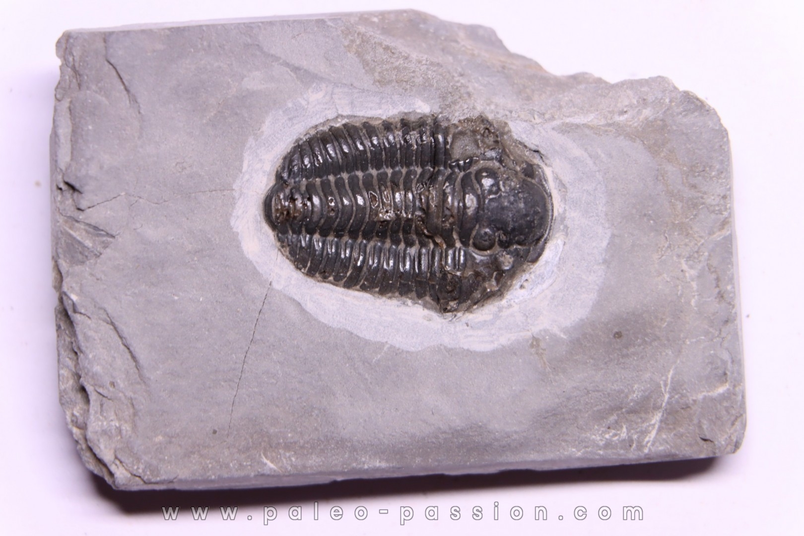 Calymene niagarensis - Silurien - Rodchester shale - New York USA