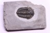 Calymene niagarensis - Silurien - Rodchester shale - New York USA