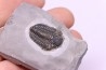 Calymene niagarensis - Silurian - Rodchester shale - New York