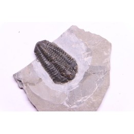 Calymene niagarensis - Silurian - Rodchester shale - New York
