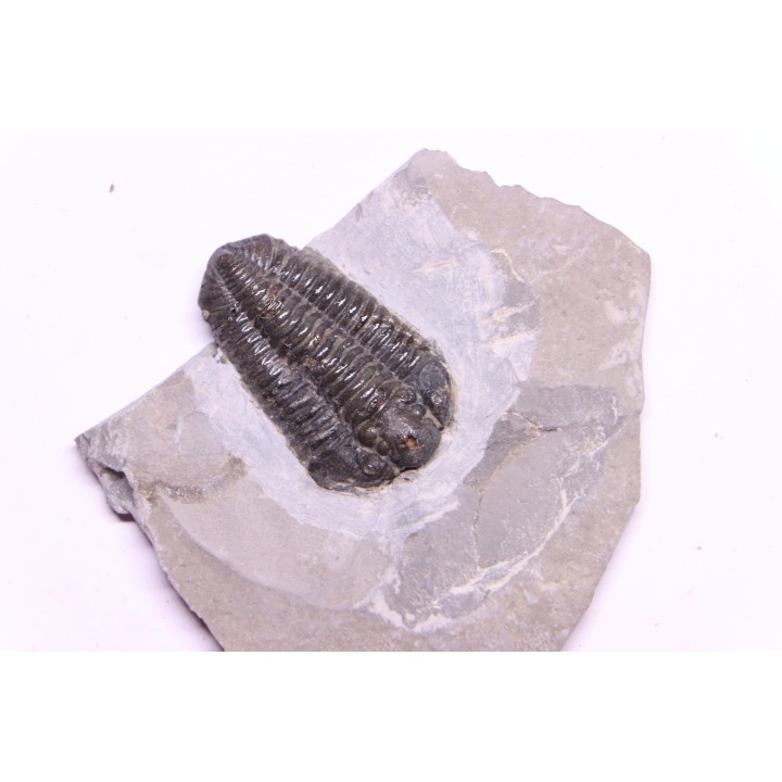 Calymene niagarensis - Silurien - Rodchester shale - New York  USA