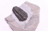 Calymene niagarensis - Silurien - Rodchester shale - New York  USA