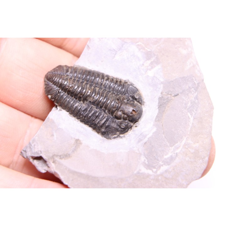 Calymene niagarensis - Silurien - Rodchester shale - New York  USA