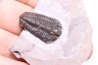Calymene niagarensis - Silurien - Rodchester shale - New York  USA