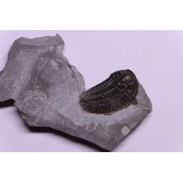 Calymene niagarensis - Silurien - Rodchester shale - New York  USA
