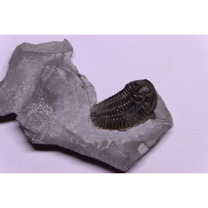 Calymene niagarensis - Silurien - Rodchester shale - New York  USA