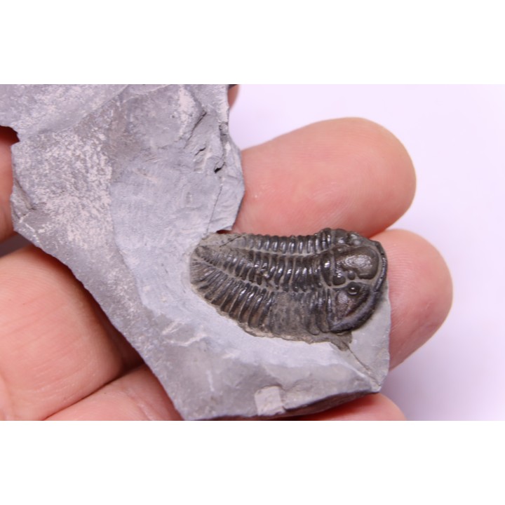 Calymene niagarensis - Silurian - Rodchester shale - New York