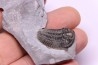 Calymene niagarensis - Silurien - Rodchester shale - New York  USA