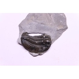 Calymene niagarensis - Silurien - Rodchester shale - New York  USA