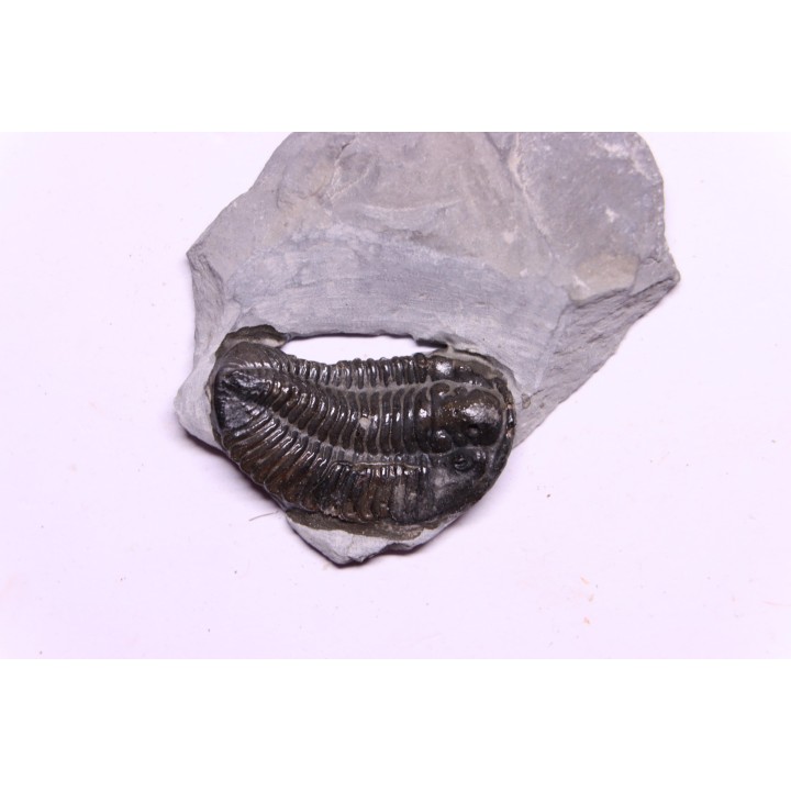 Calymene niagarensis - Silurian - Rodchester shale - New York