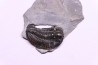 Calymene niagarensis - Silurien - Rodchester shale - New York USA