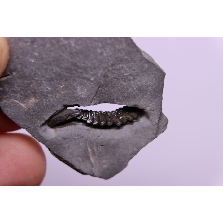 Calymene niagarensis - Silurian - Rodchester shale - New York