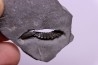 Calymene niagarensis - Silurien - Rodchester shale - New York USA