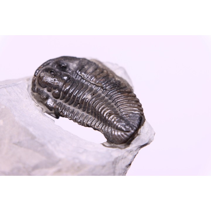 Calymene niagarensis - Silurien - Rodchester shale - New York  USA