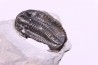 Calymene niagarensis - Silurien - Rodchester shale - New York USA