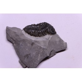 Calymene niagarensis - Silurian - Rodchester shale - New York
