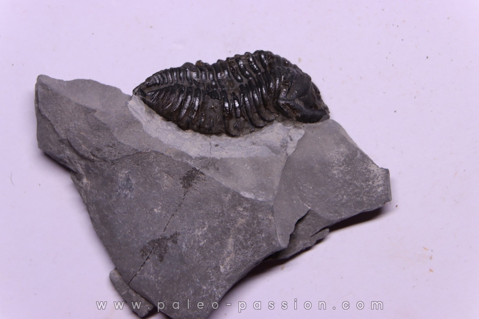 Calymene niagarensis - Silurien - Rodchester shale - New York USA