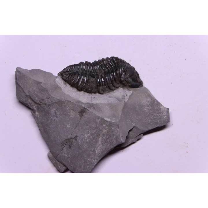 Calymene niagarensis - Silurian - Rodchester shale - New York