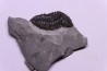Calymene niagarensis - Silurien - Rodchester shale - New York USA