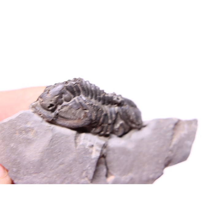 Calymene niagarensis - Silurian - Rodchester shale - New York