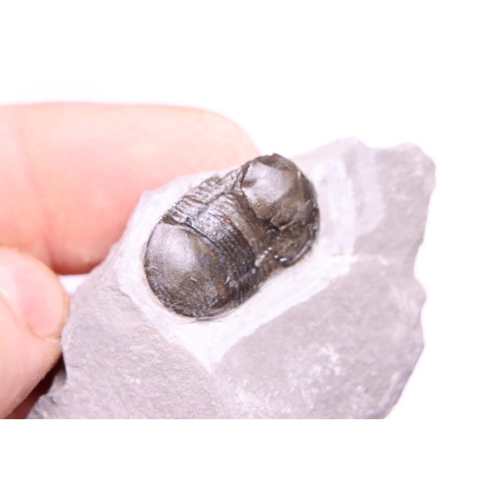 Bumastus ioxus - Silurian - Rodchester shale - New York