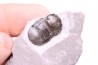 Bumastus ioxus - Silurien - Rodchester shale - New York USA